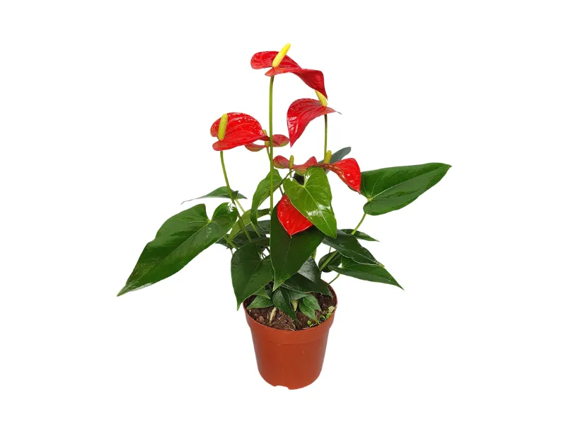 Combo Cây Hồng Môn + Chậu + Thiệp Quà Tặng
