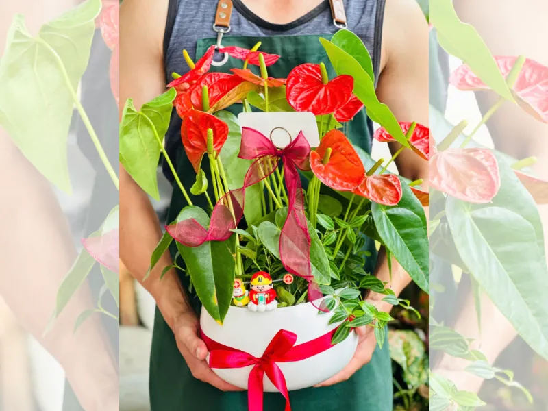 Combo Cây Hồng Môn + Chậu + Thiệp Quà Tặng