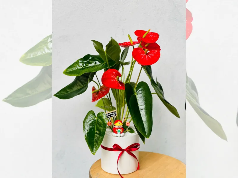 Combo Cây Hồng Môn + Chậu + Thiệp Quà Tặng