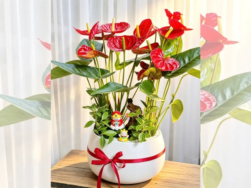 Combo Cây Hồng Môn + Chậu + Thiệp Quà Tặng