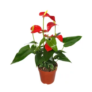 Combo Cây Hồng Môn + Chậu + Thiệp Quà Tặng