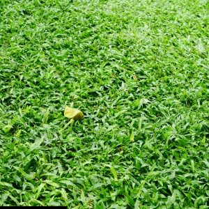7 Mẫu Tiểu Cảnh Với Cỏ Lá Gừng Thái
